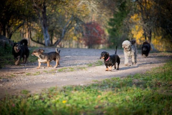 Exclusive-Pet-Park.jpg